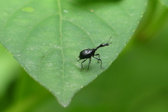 Cycnotrachelodes