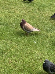 Columba livia domestica