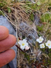 Epilobium vernicosum