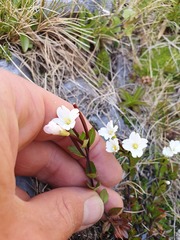 Epilobium vernicosum