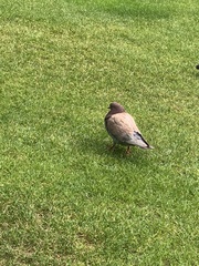 Columba livia domestica