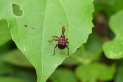 Apoderina