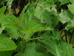Coenagrion pulchellum