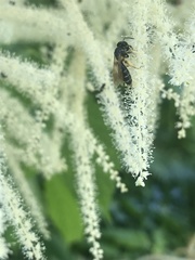 Lasioglossum leucozonium