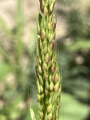 Sorghum halepense