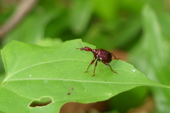 Apoderina