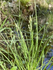 Carex elongata