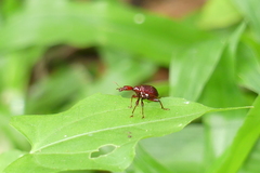 Apoderina