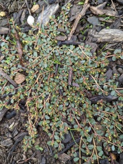 Euphorbia drummondii