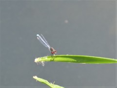 Erythromma