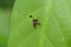 Apoderina