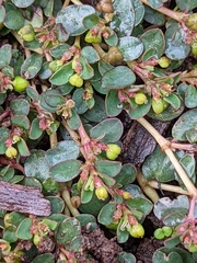 Euphorbia drummondii