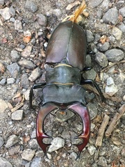 Lucanus cervus