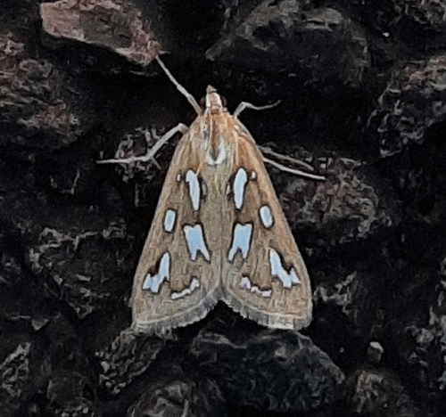 Diastictis sperryorum photo 2