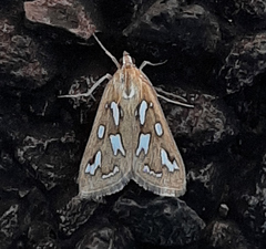 Diastictis robustior