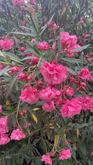 Nerium oleander