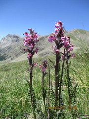 Pedicularis rostratospicata