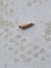 Tineola bisselliella