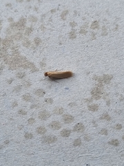 Tineola bisselliella