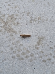 Tineola bisselliella