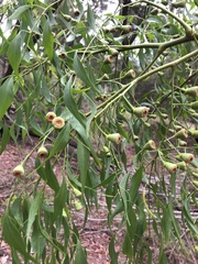 Codonocarpus attenuatus