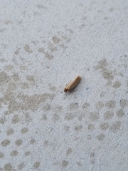 Tineola bisselliella