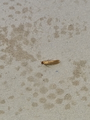 Tineola bisselliella