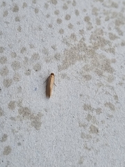 Tineola bisselliella