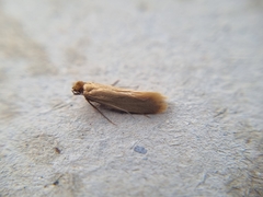 Tineola bisselliella