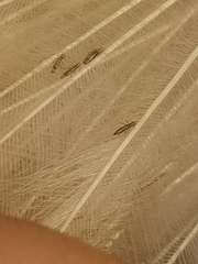 Lipeurus