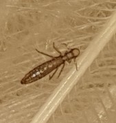 Lipeurus
