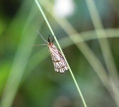 Chrysocrambus linetella