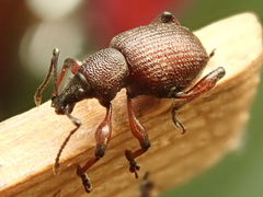 Dodecastichus inflatus