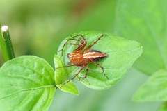 Oxyopes birmanicus