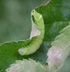 Orthosia cerasi