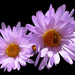 Mojave Aster - Photo (c) Doug Olberding, some rights reserved (CC BY-NC)