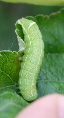Orthosia cerasi