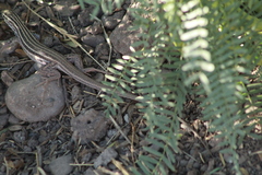 Aspidoscelis exsanguis