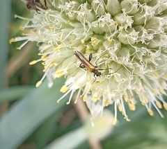 Oedemera femorata
