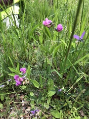 Lathyrus linifolius