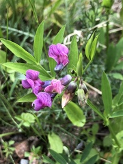Lathyrus linifolius