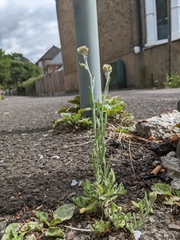 Helichrysum luteoalbum