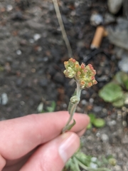 Helichrysum luteoalbum