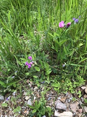 Lathyrus linifolius