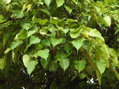 Ficus arnottiana
