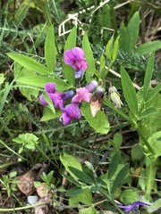 Lathyrus linifolius