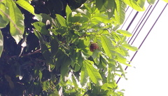 Myotis formosus flavus