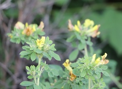 Chamaecytisus supinus