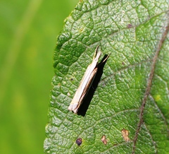 Crambus pascuella
