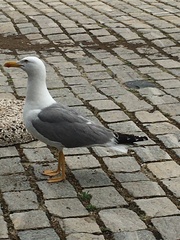 Larus michahellis